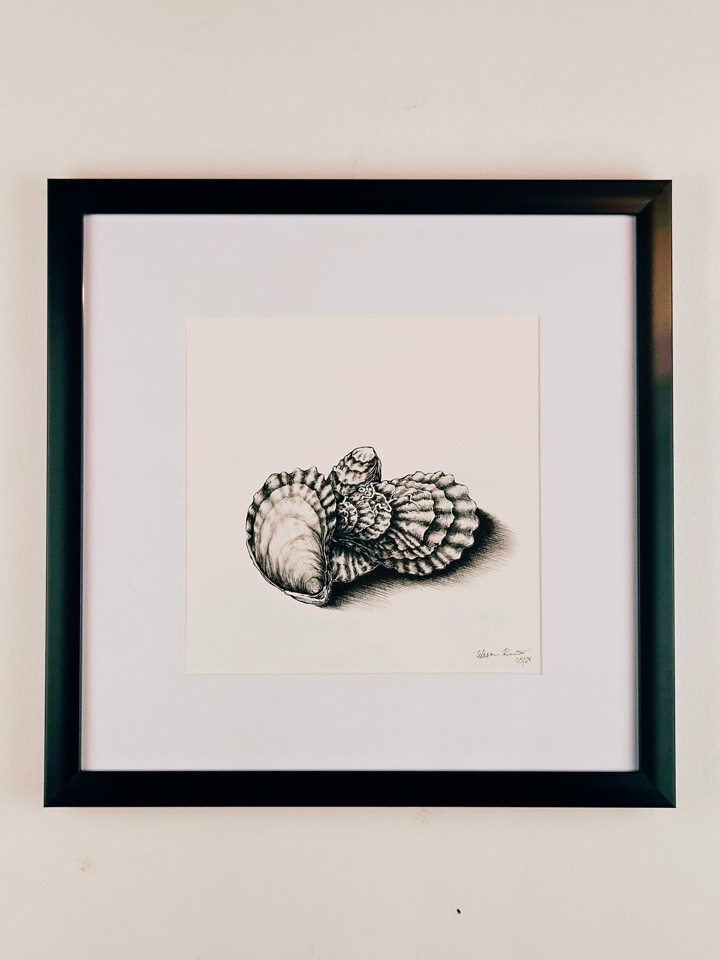 Elisha Rennert - Three Oysters Illustration 13x13