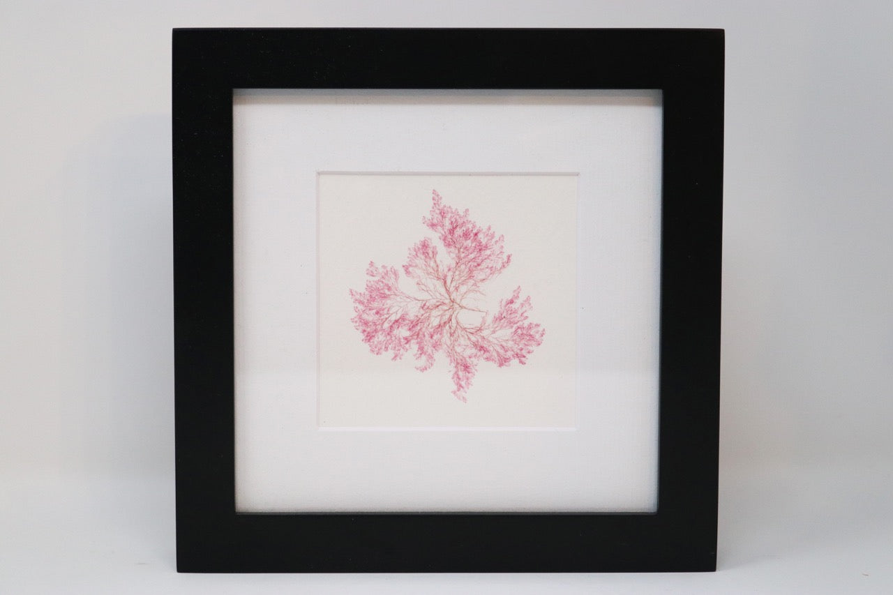 Mike Coute - Seaweed Pressing - 6 x 6
